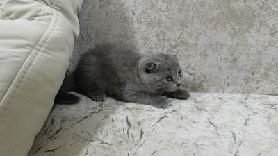 Продам чистокровных скоттиш фолд и страйт