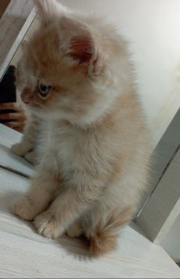 Шотландский Скотиш Страйт