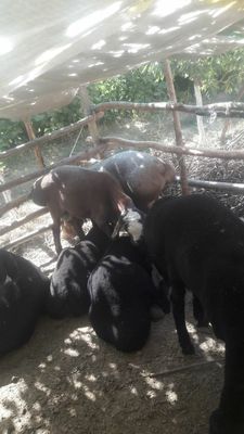 Quylar sotiladi qirğizdan kelgan 23 dona urgutga