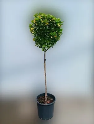 Euonymus japonica Aurea shtamp Бересклет штамп