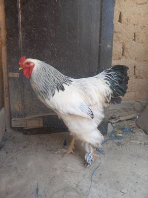 Xoroz sotiladi (BRAMA)