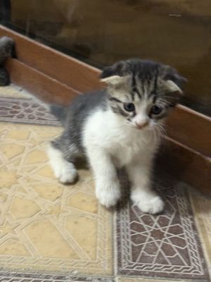 Продам котёнка (1,5 месяца) и кошку (2 года)
