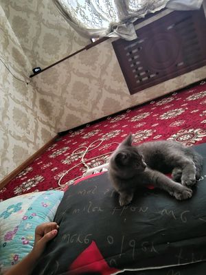 котёнок  Скотиш Страйт