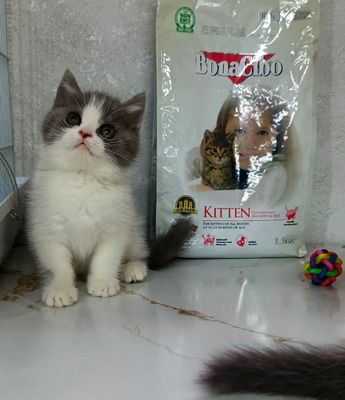 Скоттиш стираят ўгил