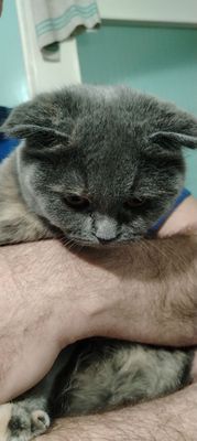 Скоттиш фолд девочка 9 месяцев