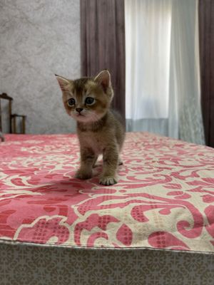 Британская шиншилла 150$