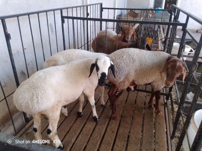 Quchqorlar srochna sotiladi