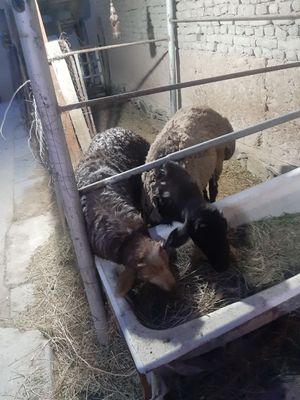 Кучкорлар емланган