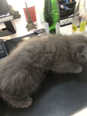 Скотиш фолд чистый умный