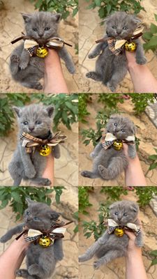 Котята правильно вязки scottish fold scottish straight