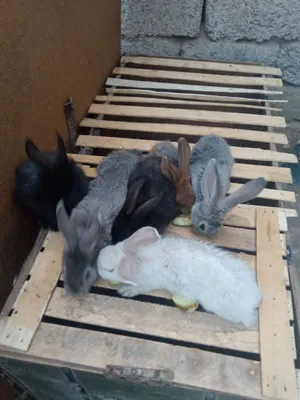 Quyon bollari sotiladi