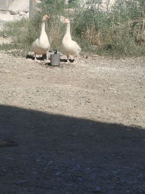 Sog'lom G'ozlar sotiladi