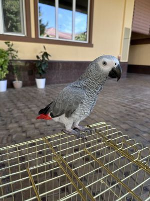 Жако сотилади 1 ёш, 10-15 та гапи бор, ручной гапиради.