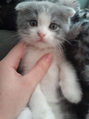 Котята 1.5 месяца