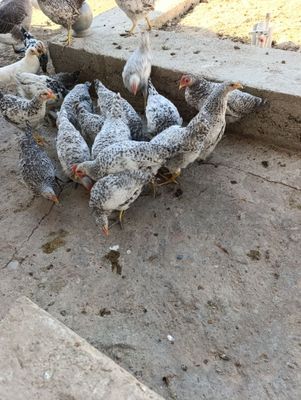 Продам петушков барковской