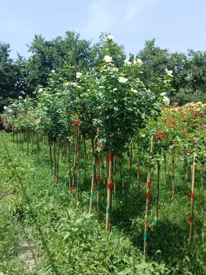 штампиви роза