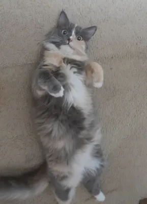 Продаётся кошка (сибирская)