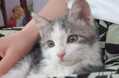 Mushuk tekinga beriladi