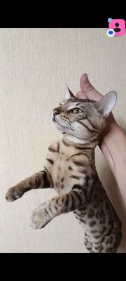 Бенгальский кот Ташкент