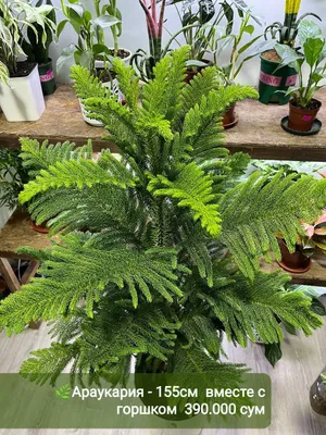 Араукария,Хамедорея, Антуриум,