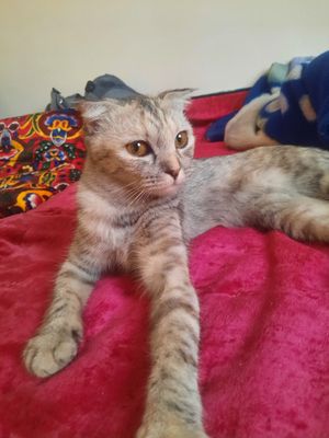 Британская котя .