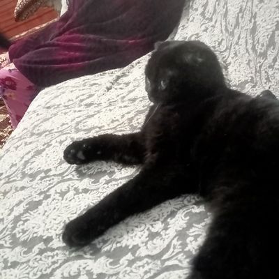 Scottish fold toza .