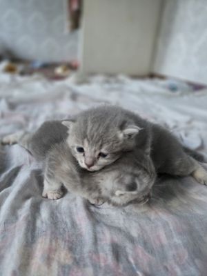 Кошка шотландская вислоухая скотиш фолд