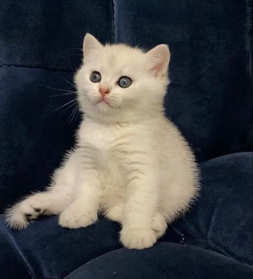 Котенок шотландец мальчик