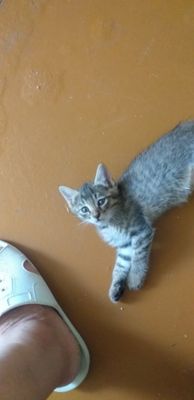 Отдам даром бесплатно котят