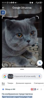 Кот шотландской породы на вязку