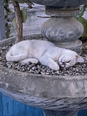 Чистокровный Британский кот , пол: девочка, домашный и Невредимый
