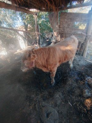 Semental O'kicha sotiladi