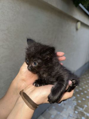 Продаются скотиш на половину