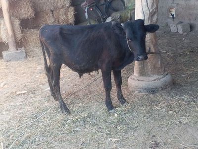 Oʻsmir buqachalar sotiladi