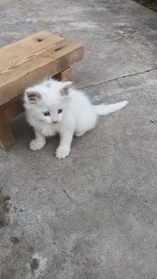 Котенок нурафшон (тойтепа)