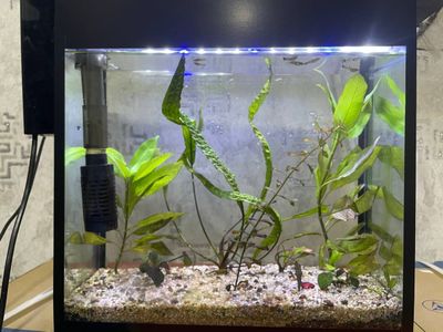 Sotiladi akvarium ideal