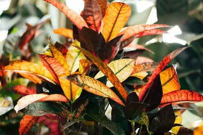 Декоративные комнатные растения