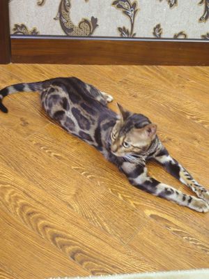 Bengal mushuk yoqolgan потерялся бенгальская кот