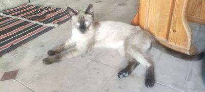 mushuk