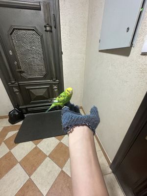 Volnistiy popugay ruchnoy sotiladi