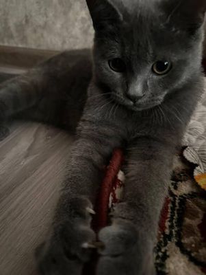британка зотли мушук