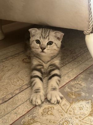 Продоётся котенок