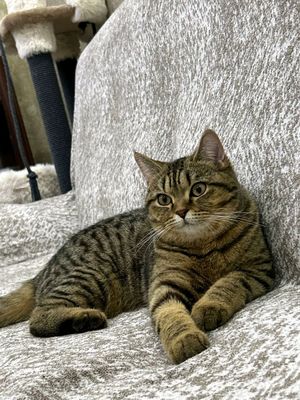 шотландский страйт