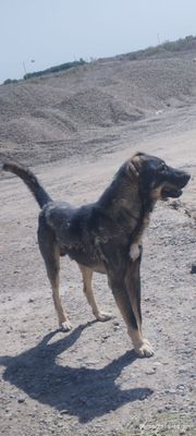 Qoʻriqchi it yuvosh va baquvvat alabay sotiladi