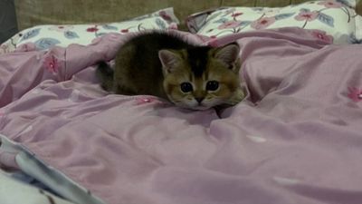 Скотиш страйт шиншила