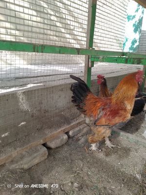 Продаётся Питух Домашней порода ( БРАМА)