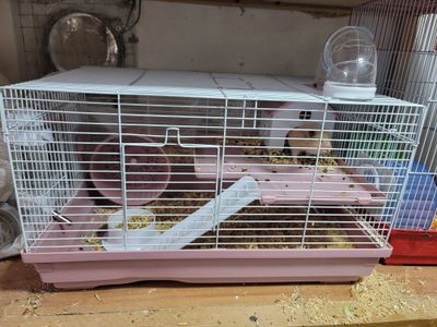 Хомячки с клеткой
