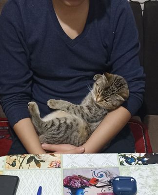 Scottish Single Fold (Шотландская одинарная вислоухая)