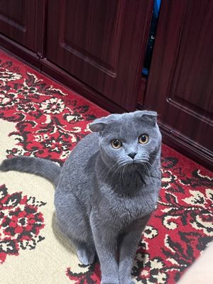 scottish fold кошка продаётся