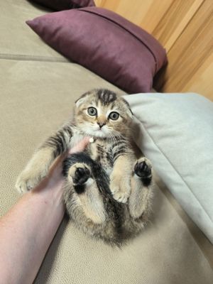 Шикарные крупные котята скотишь фолд золотая и серебренная шиншилла